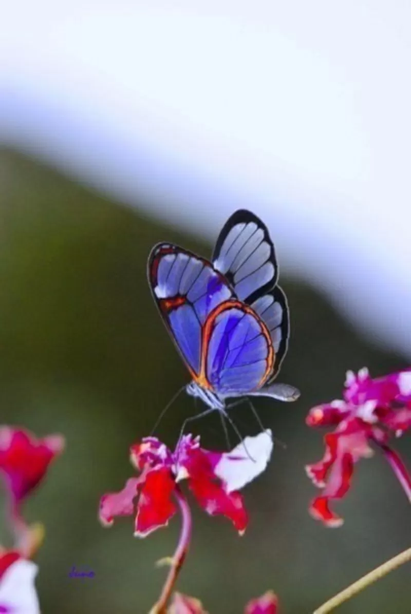 Живые Тропические Бабочки 2