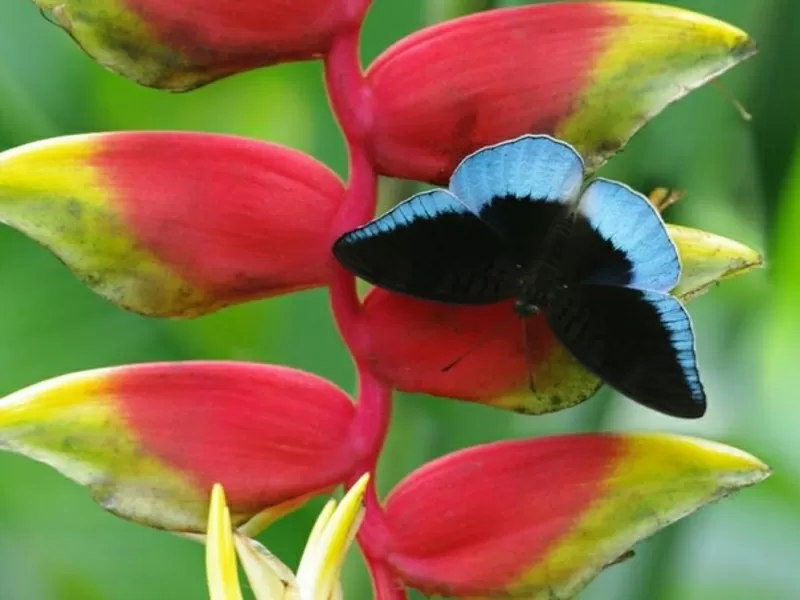 Живые Тропические Бабочки 3