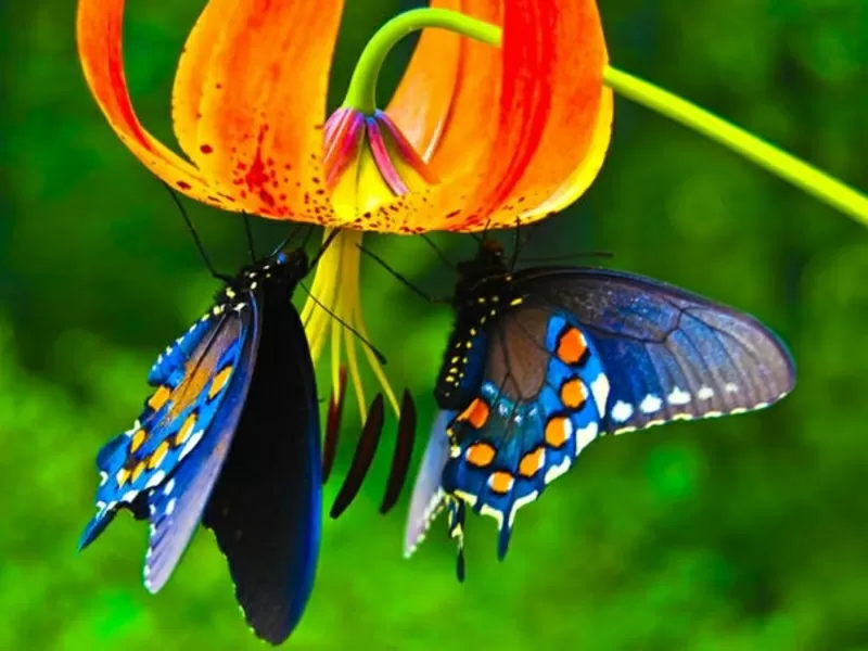 Живые Тропические Бабочки 4